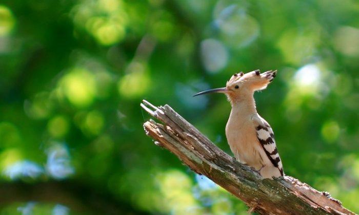 SCIENCE IN PICS: The Hoopoe
