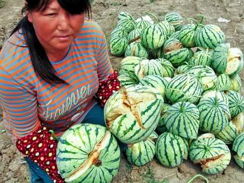 The Fallout from China’s Exploding Watermelons