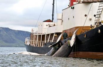 Iceland Follows Own Whale Hunt Quota After Whaling Commission Talks Break Down