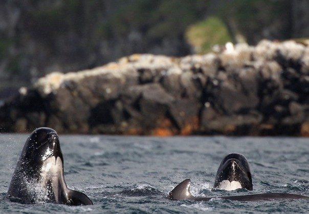 80 Whales, Dolphins Die After Stranding in Tasmania