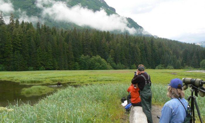 Alaskan Senators Praise Federal Decision to Allow Logging in Tongass, Progressives Oppose