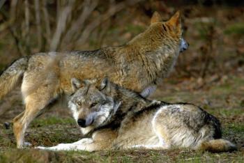Wolf Hunting Raises Criticism in Sweden