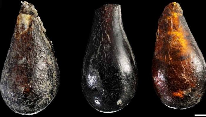 SCIENCE IN PICS: Three Triassic Era Amber Droplets