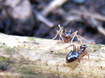 Fungus-Gardening Ant Discovered to Produce Asexually