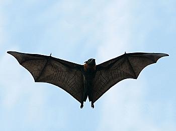 Wildlife Group Warns of Bat Plague
