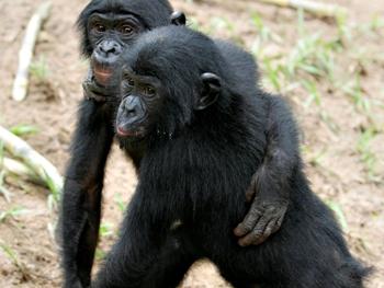Bonobos Share Food Like Humans
