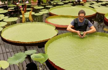 Smallest Waterlily Saved from Extinction
