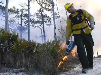 Longleaf Pine Could Help Southeast U.S.With Climate Change