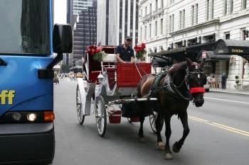 State Senator Calls for Horse-Drawn Carriage Ban