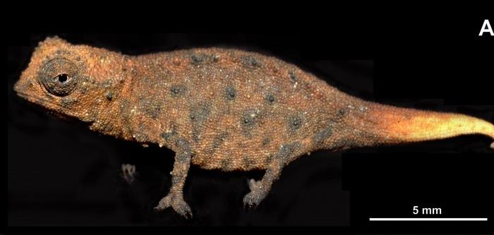 Miniaturized Leaf Chameleons Found in Madagascar