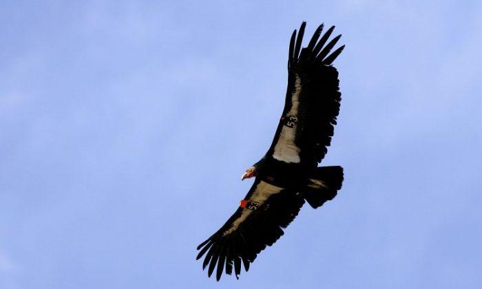 California Condor Still Threatened by Lead Poisoning