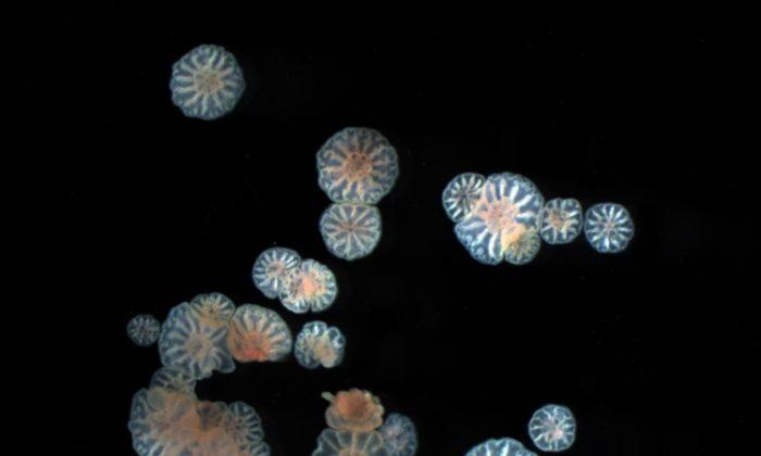 Coral Embryos Can Clone Themselves Before Settlement