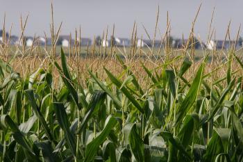 U.S. GE Corn Raises Controversy in Canada