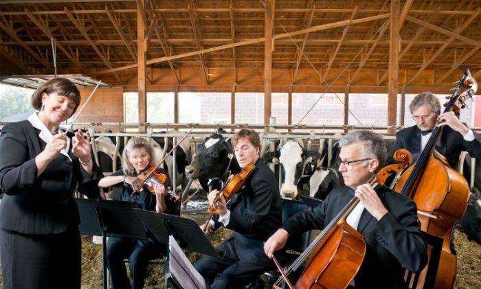 Music for Cows