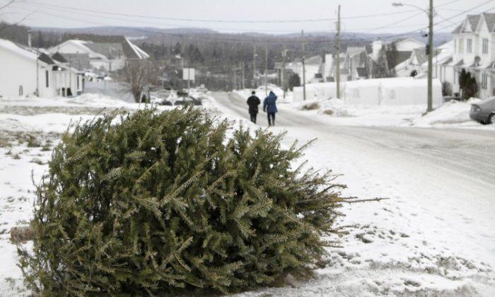 City Will Collect Christmas Trees in January
