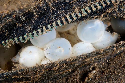 SCIENCE IN PICS: Cuttlefish Eggs Cached in Old Clothing