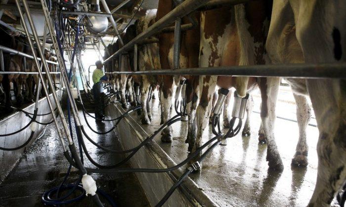 Too Few Hands for New Zealand’s Dairy Industry
