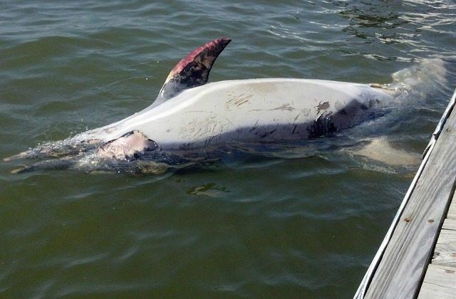 In the Hudson River, a Dead Dolphin Surfaces