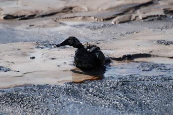 Duck Deaths Were a Mistake, Says Syncrude Lawyer