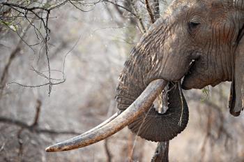China Fuels East African Elephant Poaching