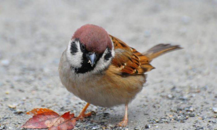 SCIENCE IN PICS: Tweet for the Sparrow