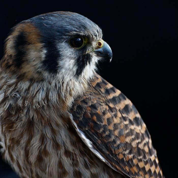 Help for Birds as First Wildlife Rehab Center Opens in NYC