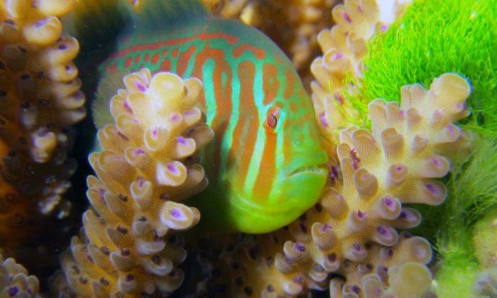 Corals Threatened by Seaweed Signal Fish for Help