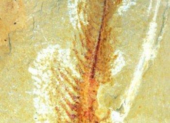 Fossilized Sea Animal With Soft Tissue Found in China