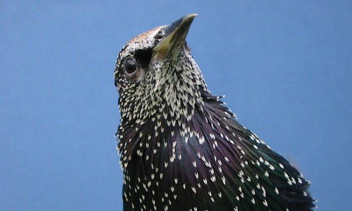 How Starlings Make Rational Food Choices