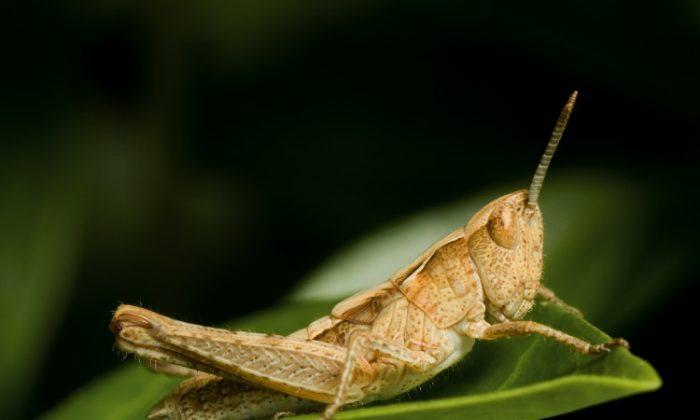 Grasshoppers Alter Songs to Be Heard Above Traffic Noise