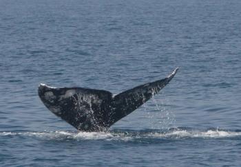 Gray Whale Returns to Mediterranean After 200 Years