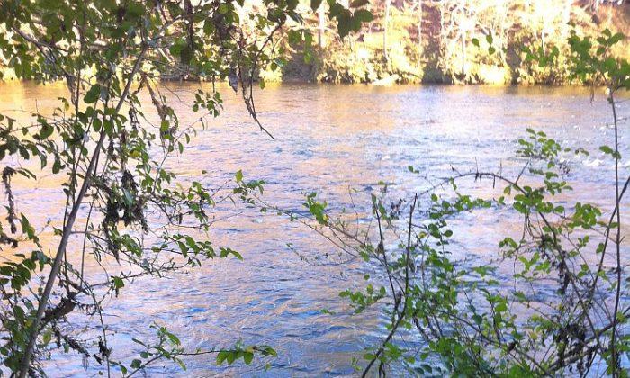 Saluda Shoals River: Hidden Beauties of the South