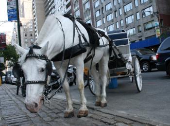 NY Horse and Carriage Bill Ignored