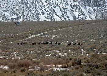 Activists Object to Nevada Wild Horse Roundup