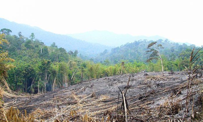 Protected Forests Failing to Protect