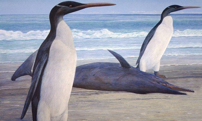 Giant Prehistoric Penguin Reconstructed in New Zealand