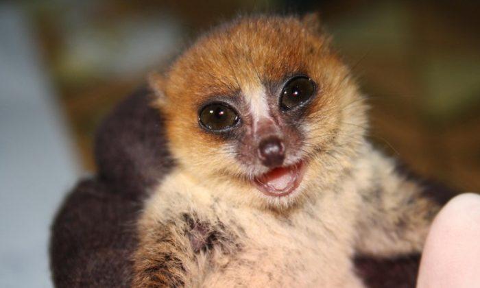 Lice Reveal Elusive Lemurs’ Social Networking Patterns