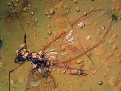 Wingless Bugs May Have Hitched Ride on Mayflies