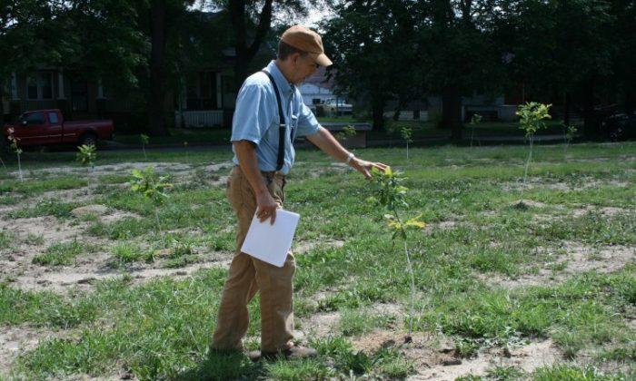 Company Proposes Tree Farm as Remedy for Detroit’s Blight