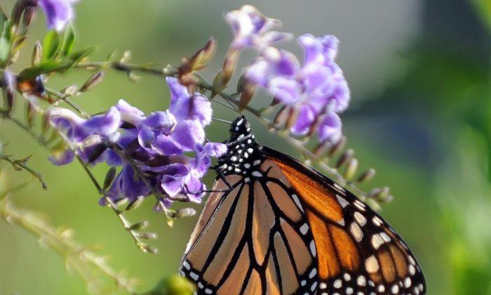 Monarch Butterflies Make Rare Appearance in Central Alberta