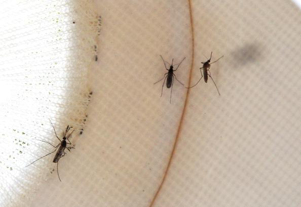 Mosquitoes Test Positive for West Nile