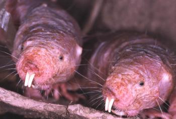 Naked Mole Rats Could Hold Key to Being Cancer-Free