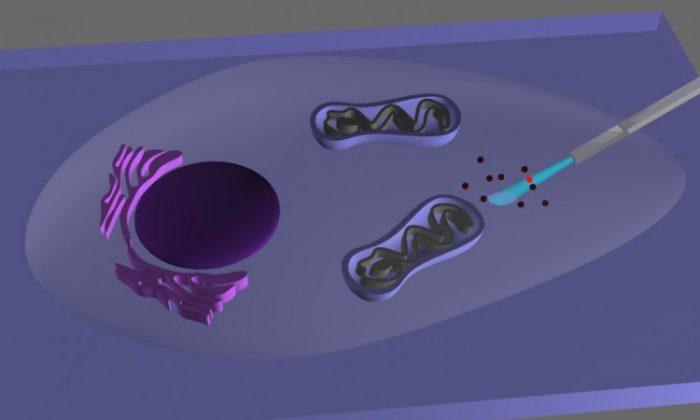 Nanotechnology Shines a Light Inside Cells