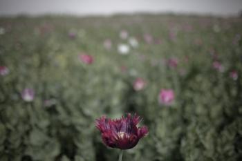 Largest Opium Poppy Field in Canadian History Discovered