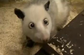 Heidi Opossum: German Heidi Opossum Has Cross-Eyes, Popularity