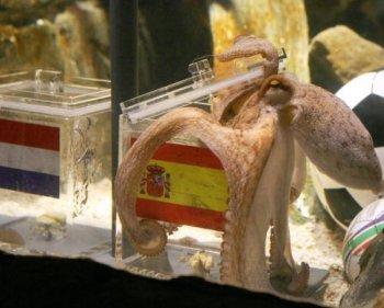 Oracle Octopus Correctly Predicts World Cup Winner