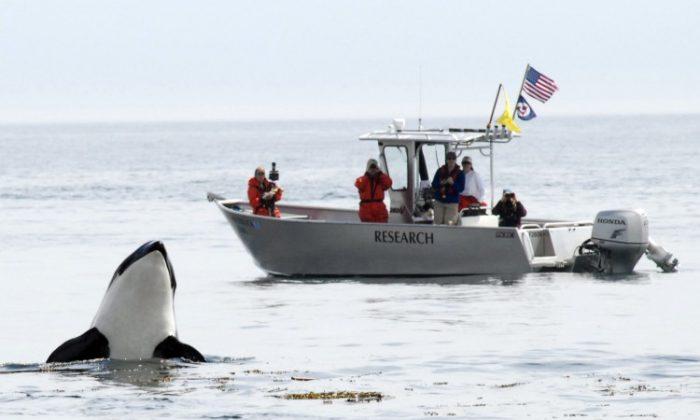 Orcas Impacted More by Salmon Supply Than Tourist Boats
