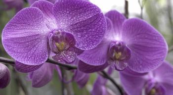 Orchids: the Exotic Valentine’s Choice