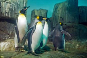 A flock of king penguins at a new exhibit at the Central Park Zoo entitled 'Polar Seabirds: Life on the Edge of the World' (Aloysio Santos/The Epoch Times)