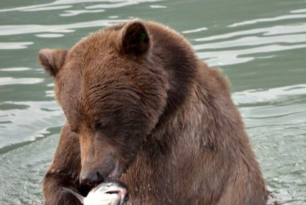 Swimming Salmon Benefit Grizzlies and Fisheries